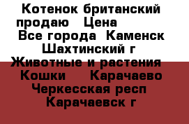 Котенок британский продаю › Цена ­ 3 000 - Все города, Каменск-Шахтинский г. Животные и растения » Кошки   . Карачаево-Черкесская респ.,Карачаевск г.